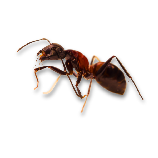 carpenter-ant-large