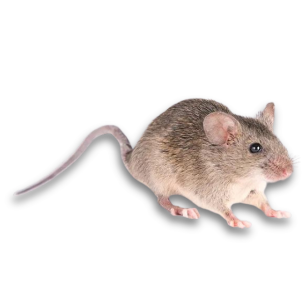 field-mouse