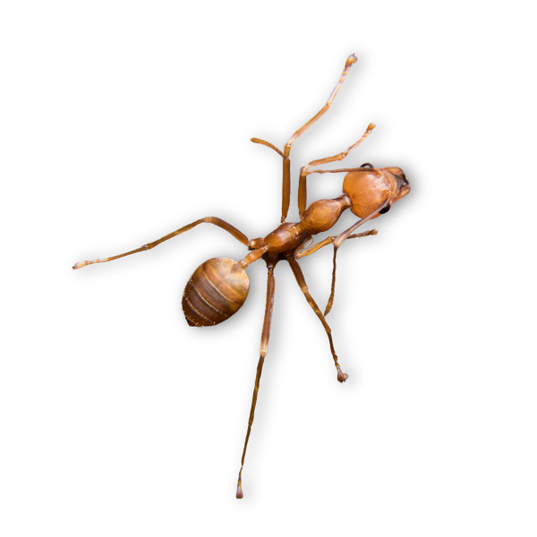 fire ant