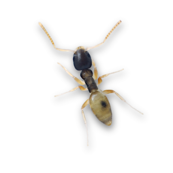 ghost-ants