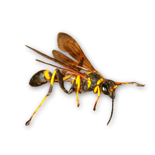 mud dauber